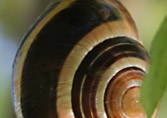 Schnecke